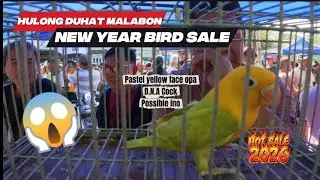 GRABE! 😱 Pastel Yellow Face OPA sa Hulong Duhat Malabon | New Year Bird Sale 2026. January 4, 2026