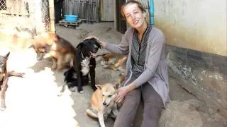 ADOPT A THAI STREET DOG...