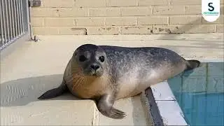 Het verhaal van zeehond Robyn Zeehondencentrum Pieterburen