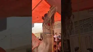Mashallah big size camel Qurbani 2024 😘