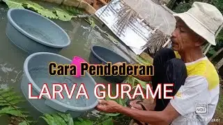 Cara Pendederan Larva Gurame