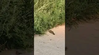 A squirrel with a bushy tail #pet #pets #cute #animals