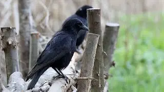 Carrion Crow