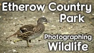 Etherow Country Park   Photographing wildlife