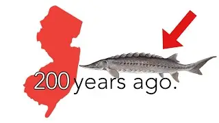 Каким было рыболовство в Нью-Джерси 200 лет назад?