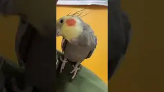 Cockatiels are the best singing parakeets || My cockatiel singing nonstop #parakeet #cockatoos #aww
