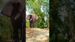 Elephant Attack Wild Man #elephant #attack #vfx #animals #wildlife #elephants #hathi