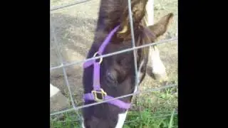 In Honor of Temperature Rising, my yearling colt.