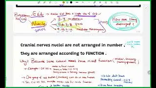 CNS Anatomy - Brainstem Internal Features - MU