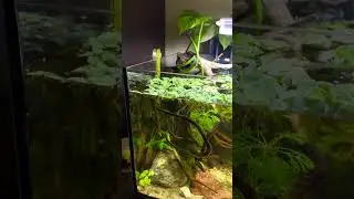 Cukierek dostał prezenty 😉🌱 #bojownik #akwarium #rośliny #bettafish