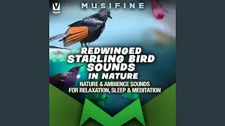 Redwinged Starling Bird Sounds in Nature (Nature & Ambience Sounds for Relaxation, Sleep &...