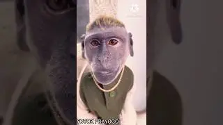 video lucu bikin ngakak monyet ganteng