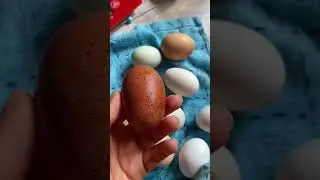 Разный цвет и форма куриных яиц