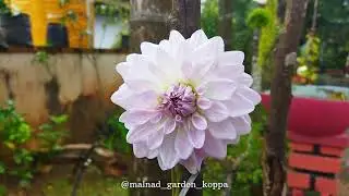 Flower plants online sales || Malnad garden koppa || Dahlia flower || Anthurium flower || Lotus