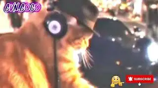 Beat Drop! Kucing DJ Ini Joget Paling Semangat di Panggung!