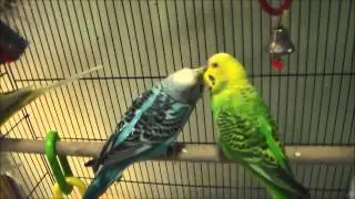 budgies; olive the flirt & yummy food time