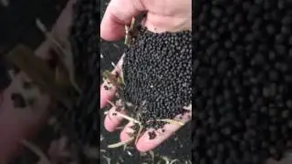 Oilseed rape seeds