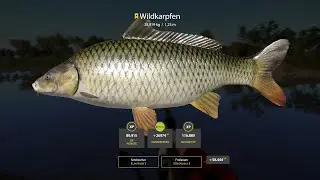 Russian Fishing 4 ★ 冠軍三花/歐洲鯉魚(Trophy Wildcarp, 28.819kg)[20200101]