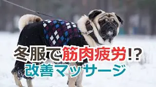 【良かれと思って着せる冬服💦】犬の筋肉疲労を改善するマッサージのやり方