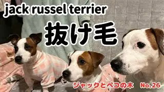 短毛種の抜け毛事情をお伝えします。#jackrussellterrier #ジャックラッセルテリア #スムースコート #smooth #多頭飼い #犬のいる暮らし #doglover