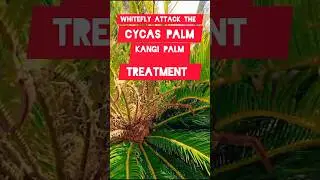 how to control whitefly in cycas  palm or kangi palm # check growth habbit
