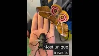 most unique insects in the world #world #nature #insects #mostunique
