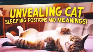 Unveiling Cat Sleeping Positions and Meanings!