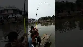 Amazing fishing | Catching Catfish & Giant Snakehead | Skills Fishing Exciting #Shorts | Ep 555