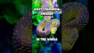 5 Most Colourful Snakes in the World🐍  #shorts