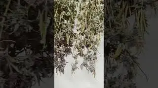 jealousy x purple lemonade chopped at 11 full weeks of flower