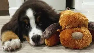 How to Use Snuggle Puppy | Help Your Dog Feel Safe, Calm, and Loved! #snugglepuppy