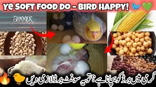 Soft Food for Cockatiel & Cocktail Parrot | Best Summer Food for Cocktail partot
