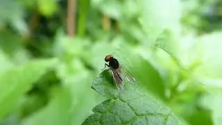 Platypeza consobrina, Grote Bandbreedvoet, male, Gouda, ZH, the Netherlands, 31 Oct 2023 (2/2)