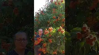 P&eacute; de Urucum.