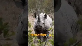 Why Rhinos Are The Ultimate Survivors of The Wild 🦏💪#shorts  #rhino  #wildlife