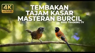 🔴 Live Masteran Tembakan Burung Kecil Tajam Kasar Tepus Kepala Abu Gacor vs Red Siskin Isian Mewah