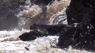 4K Witset Canyon May 17, 2023 Spring 