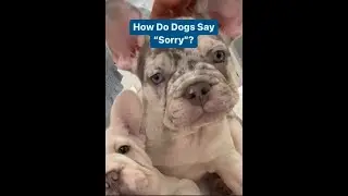 How Do Dogs Say Sorry...? 👀🐶 #shorts #dogs #dogowner #dogmom