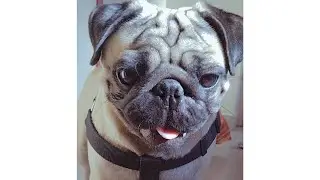 Playing with my puppy| puppy dog playing video| SIMBA THE PUG
