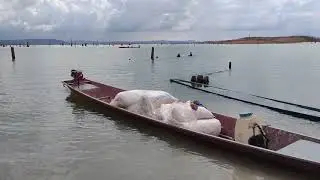 Peh mus ncisg ua s thiahi thauj nplej os 29/5/2021