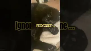 Only a cat would!!#cat #party #catlover #floof #cats #viral #shortsfeed #ytshorts #yt #shorts