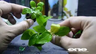 Differences between land and water anubias