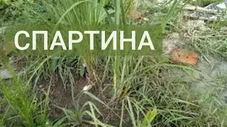 Спартина, быть или не быть?