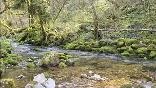 Relaxing River Sounds - Peaceful Forest River & Singing Birds | 1Hour Calming Atmosphere