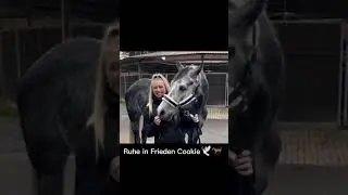 Ruhe in Frieden Cookie🐎🕊 Du warst ein tolles Pferd#Cookie#Hrlla Gabbert #shorts
