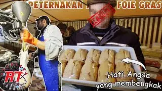 Peternakan Angsa Perancis Yang Kontroversial | Proses Produksi Makanan Mewah Hati Angsa Foie Gras