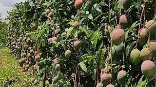 خدمة المانجو شهر اكتوبر نوفمبر ديسمبر