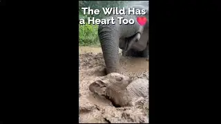 Acts of Kindness in the Wild 💚 &mdash; When Animals Help Each Other