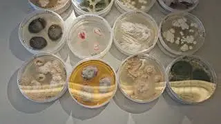 Hidden fungal diversity in cave ecosystems