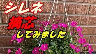 【花】シレネの育て方・摘芯